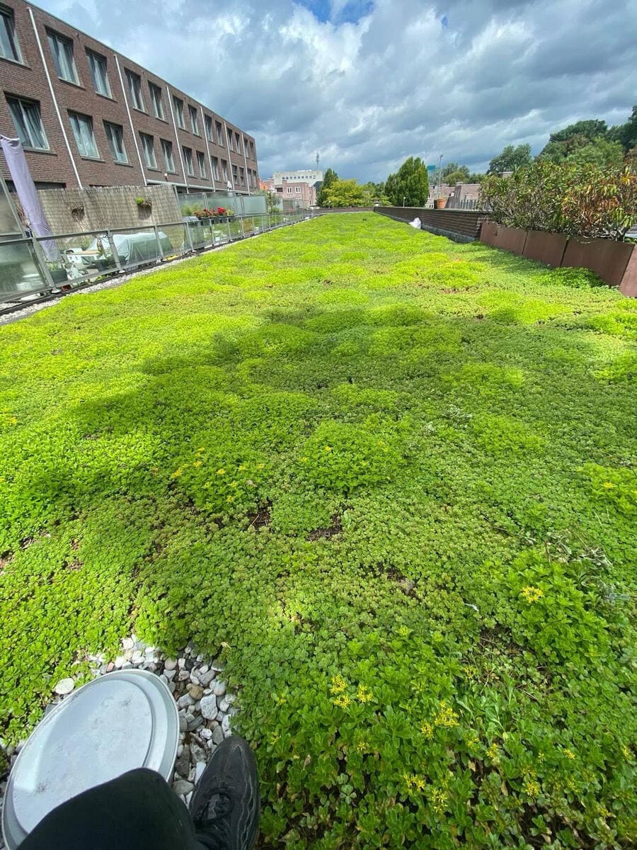 Sedum groendak met een ronde lichtkoepel, aangelegd op een plat dak